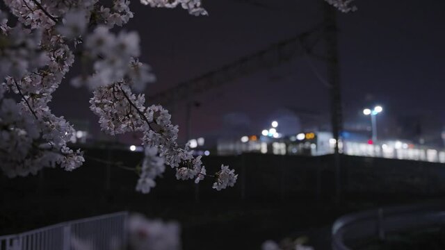 Sakura at Night with de-focused trains in the background at night