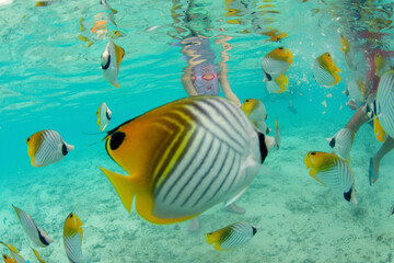 poissons dans le lagon de Bora Bora, Polynesie francaise