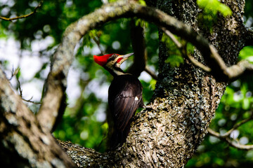 Pileated Woodpecker Perched In Tree-0606