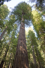 One tall Giant Redwood Tree in Northern California