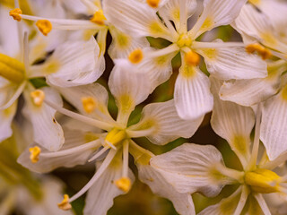 Fototapeta na wymiar Macro of white and yellow wildflowers