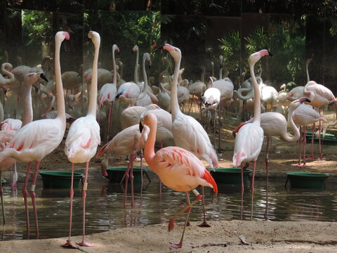 Flamingos uma ave pernalta de bico encurvado, que apresentam essa colora&ccedil;&atilde;o devido sua alimenta&ccedil;&atilde;o pode ser vista no Parque das Aves na cidade de Foz do Igua&ccedil;u.