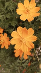 orange flower in the garden