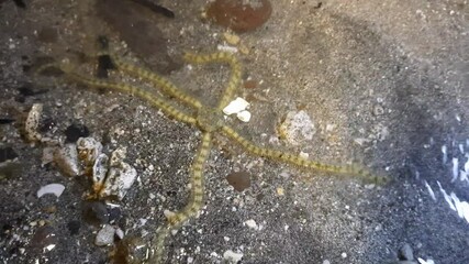 Brittle starfish move out in the night
