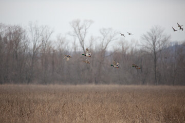 Mallards in flight