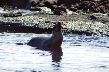 Sea lion in a tidal pool at Punta Espinoza, Fernandina Island, Galapagos, Ecuador