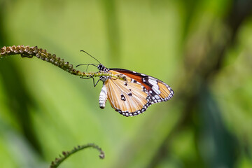 Beautiful butterfly on a flower.