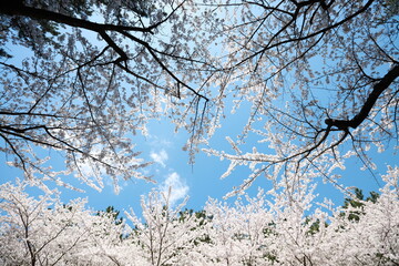 Cherry blossoms in full bloom