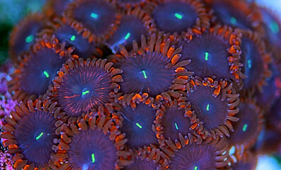 People Eater expensive zoanthids colony in macro