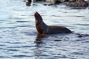 Sea lion in a tidal pool at Punta Espinoza, Fernandina Island, Galapagos, Ecuador