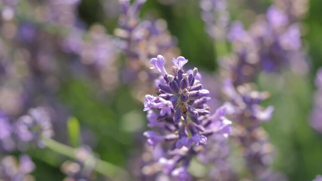 Lavender flower visiter by bees