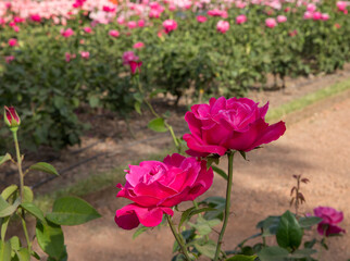 Beautiful pink rose spring blooming in the park. Closeup view of Rosa Caprice de Meilland, flowers of fuchsia petals blossoming in the garden.