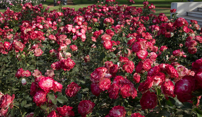 Blooming roses flower bed in the garden. View of Rosa Jubile du Prince de Monaco, flowers of red and white petals, spring blooming in the park. 