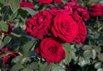 Red roses flowering in the garden. Closeup view of Rosa Niccolo Paganini flower cluster of red petals, blossoming in the park. 