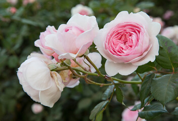 Floral. Closeup view of Rosa Abraham Darby flowers of white and light pink petals blooming in the...