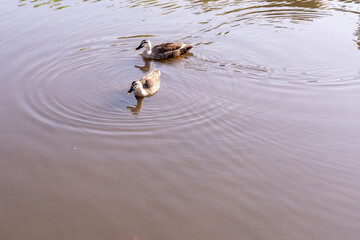 公園の池で遊ぶカモ