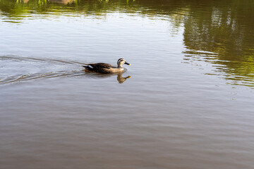 公園の池で遊ぶカモ