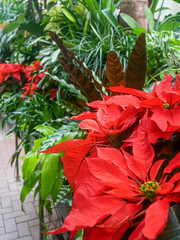 Poinsettia in Greenhouse
