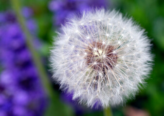 Close up of a dandelion.