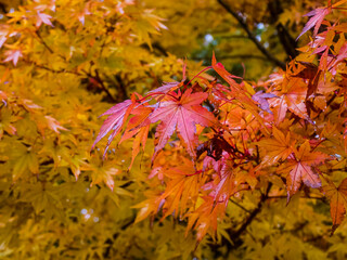 Autumn leaves on tree