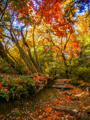 Autumn Path