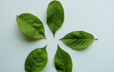 花が散り爽やかな緑へ　桜の葉　和む