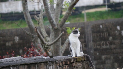 cat on the roof