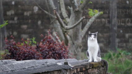 cat on the roof
