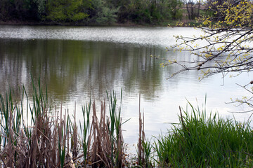Landscape shot of lake with trees and plants on shore.