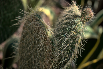 detalle de las espinas de un nopal, cactus, cactacea, México