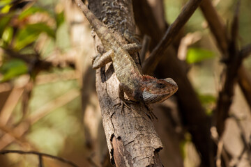 Lizard on the branch of a tree and enjoying its shade