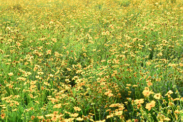 An abstract background of Gesang flowers in spring