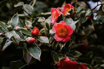 Vibrant pink camellia flowers growing in beautiful cottage garden
