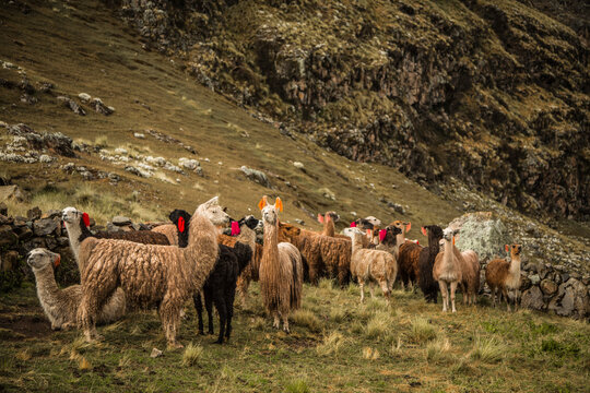 Trek al Ausangate, Cusco - Peru