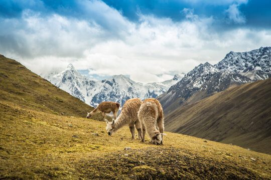 Trek al Ausangate, Cusco - Peru
