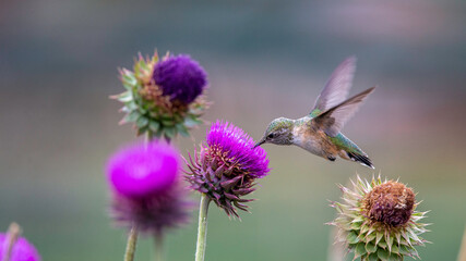 Hummingbird feeding on Flower © spatesphoto
