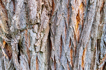 The bark of an old tree, abstract backgrounds