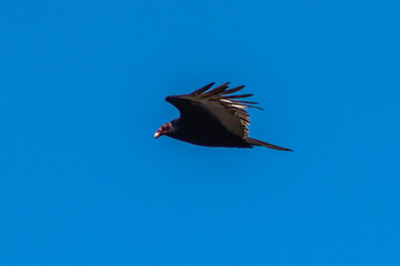Turkey vulture in flight