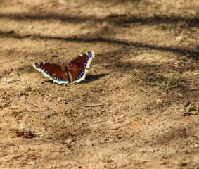 butterfly on the sand