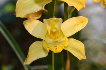 Yellow colored Cymbidium , commonly known as boat orchid