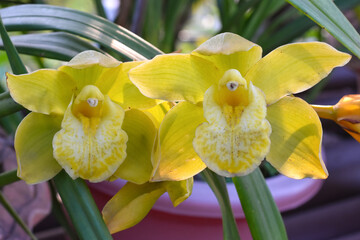 Yellow colored Cymbidium , commonly known as boat orchid