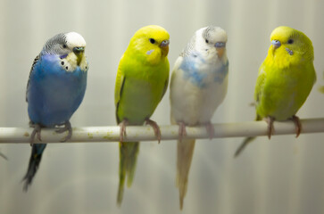 Closeup of group of multicolored budgies perching in birdcage in pet shop