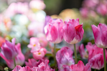Beautiful bouquet of tulips. colorful tulips. nature background