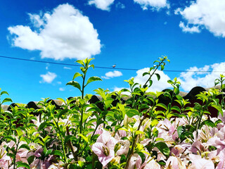 field of flowers