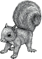 Isolated Ink Drawing of Squirrel in Vector Form