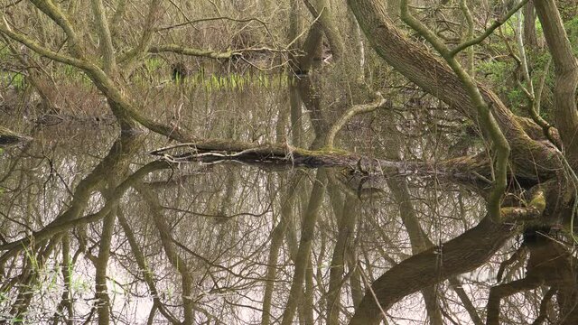 4K old willow tree trunks inside a small lake, reflections of the trunks in the water. 