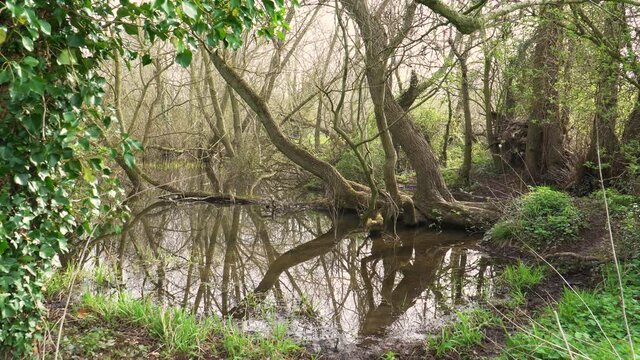 4K old willow tree trunks inside a small lake, reflections of the trunks in the water. 