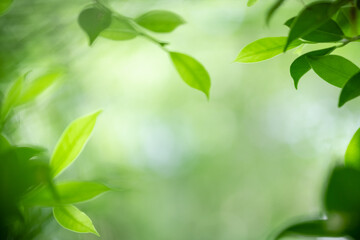 Amazing nature view of green leaf on blurred greenery background in garden and sunlight with copy space using as background natural green plants landscape, ecology, fresh wallpaper.