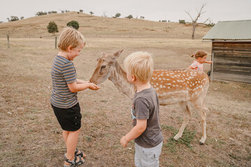 Little boys feeding deer by hand in park