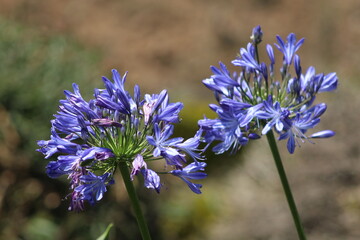 blue flowers in the garden